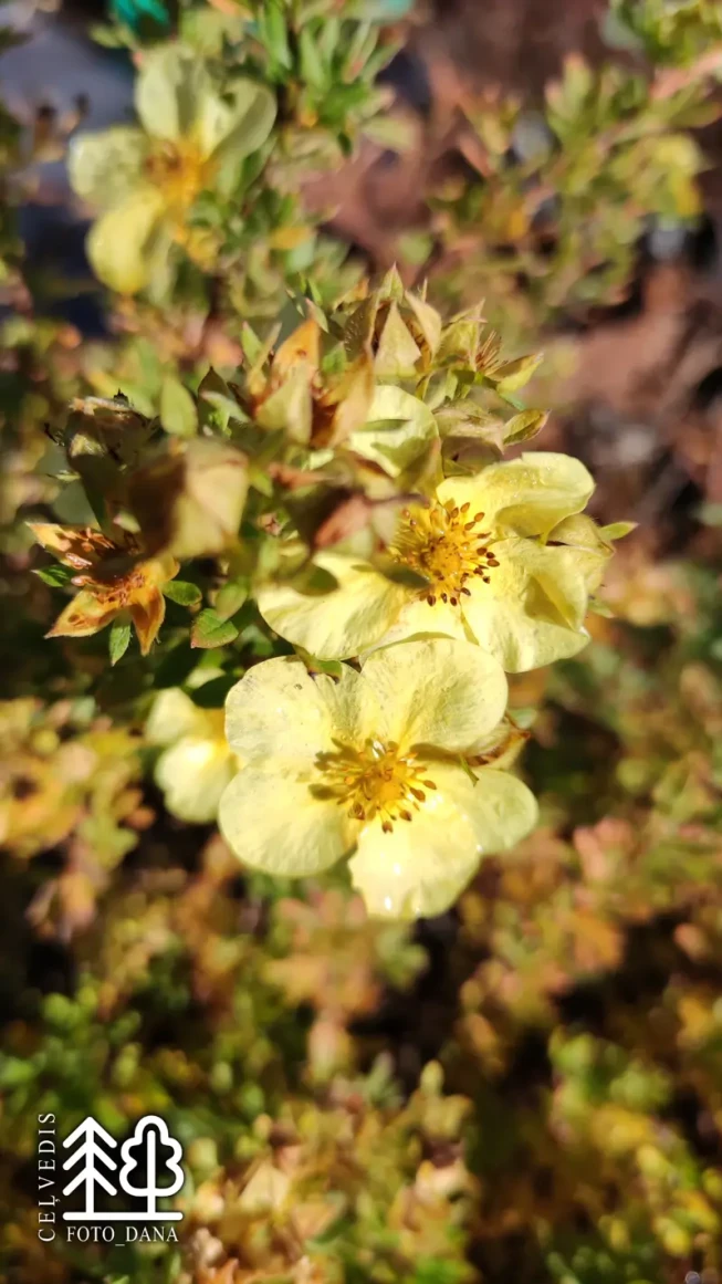 Potentilla fruticosa    'Zoë' = 'Zoe'